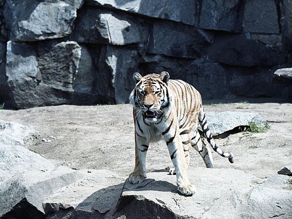 Ein sibirischer Tiger steht auf einem Felsen im Freigehege des Alfred-Brehm-Hauses.