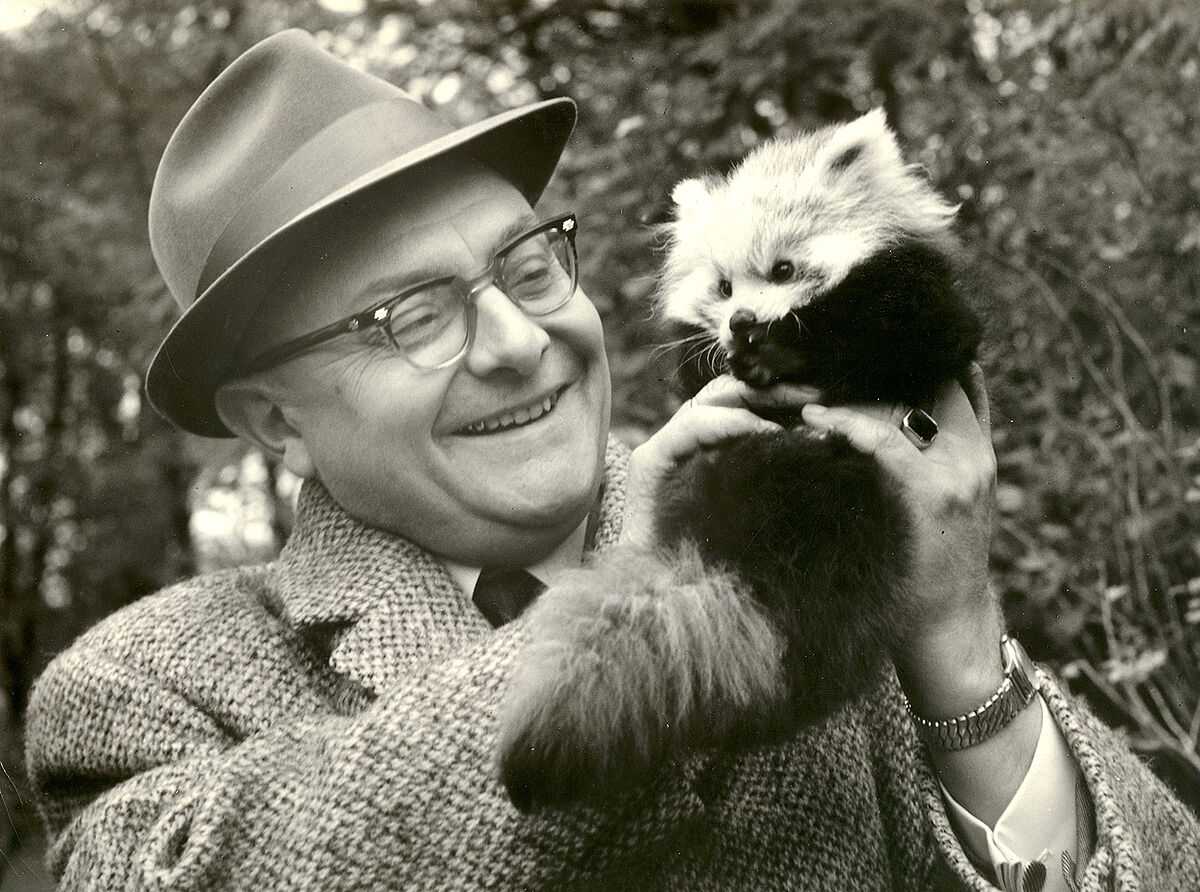 Tierpark-Direktor Heinrich Dathe hält einen Kleinen Panda in die Höhe.
