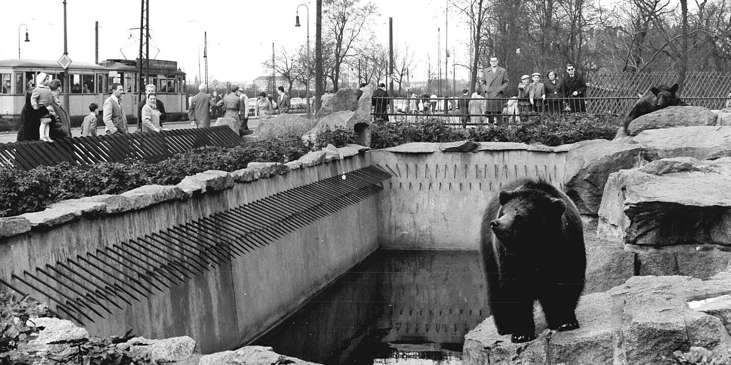 Ein Bär steht auf einem Felsen im Tierpark Berlin-Friedrichsfelde. Im Hintergrund sind Menschen zu sehen., Quelle:
            BArch, Bild 183-72466-0001 / Zühlsdorf, Erich