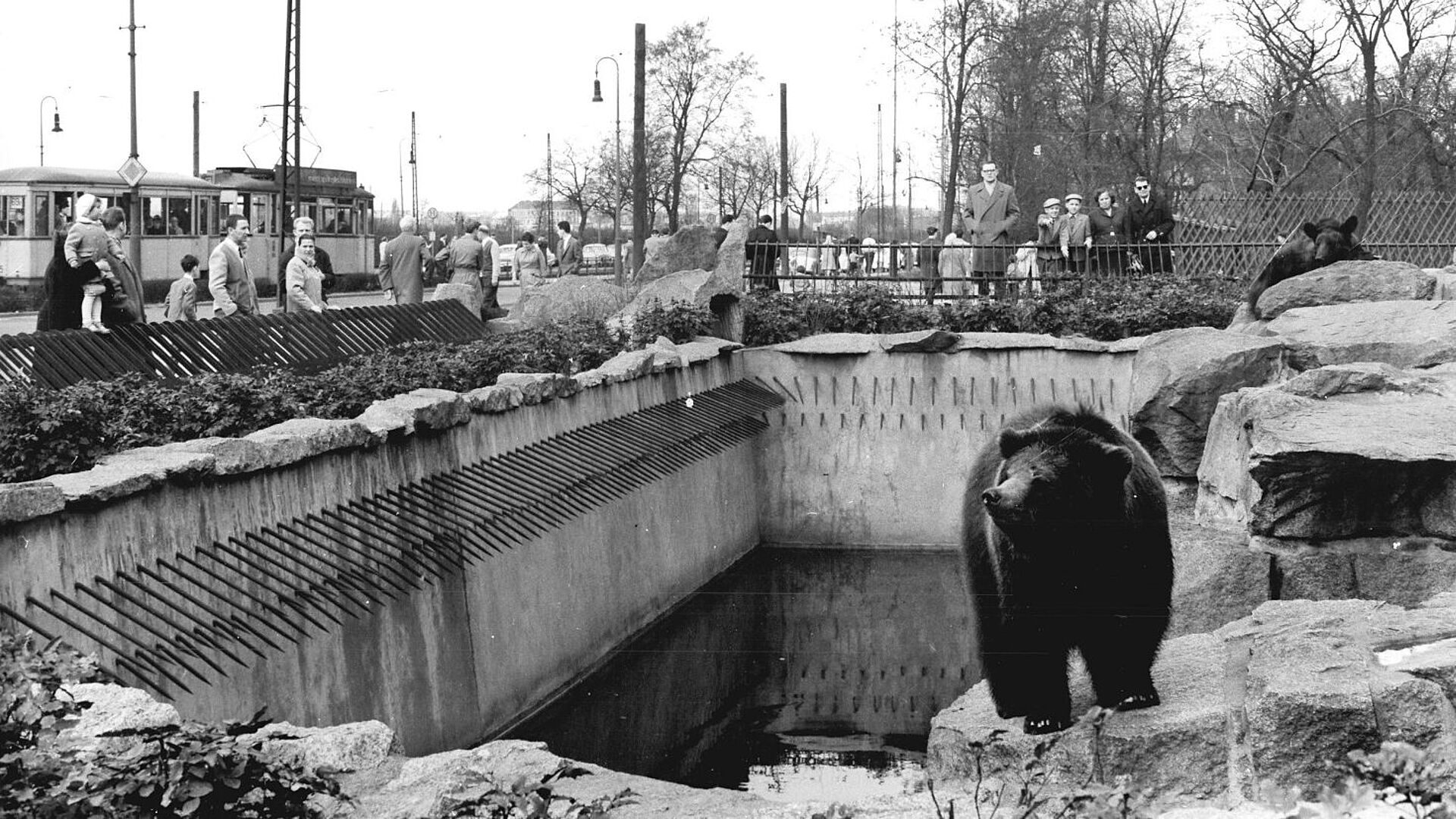 Ein Bär steht auf einem Felsen im Tierpark Berlin-Friedrichsfelde. Im Hintergrund sind Menschen zu sehen.