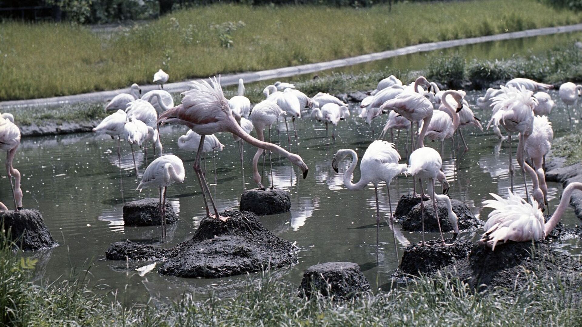 Mehrere Flamingos in einem Freigehege des Tierparks Berlin-Friedrichsfelde