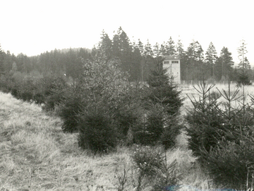 Über ein paar niedrige Tannen hinweg wurde ein im hohen Gras und vor einem Waldrand gelegener Beobachtungsturm fogtografiert.